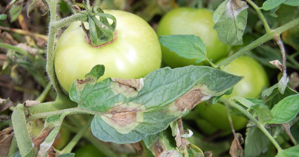 Tomato Late Blight