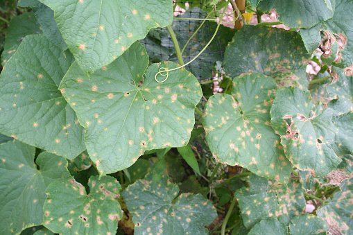 Cucumber Anthracnose