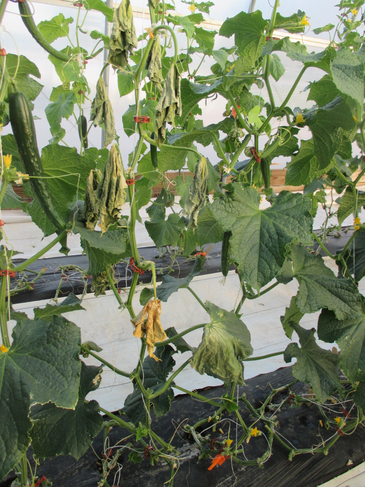 Cucumber Bacterial Wilt