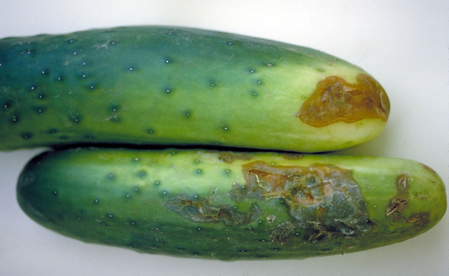 Cucumber Belly Rot