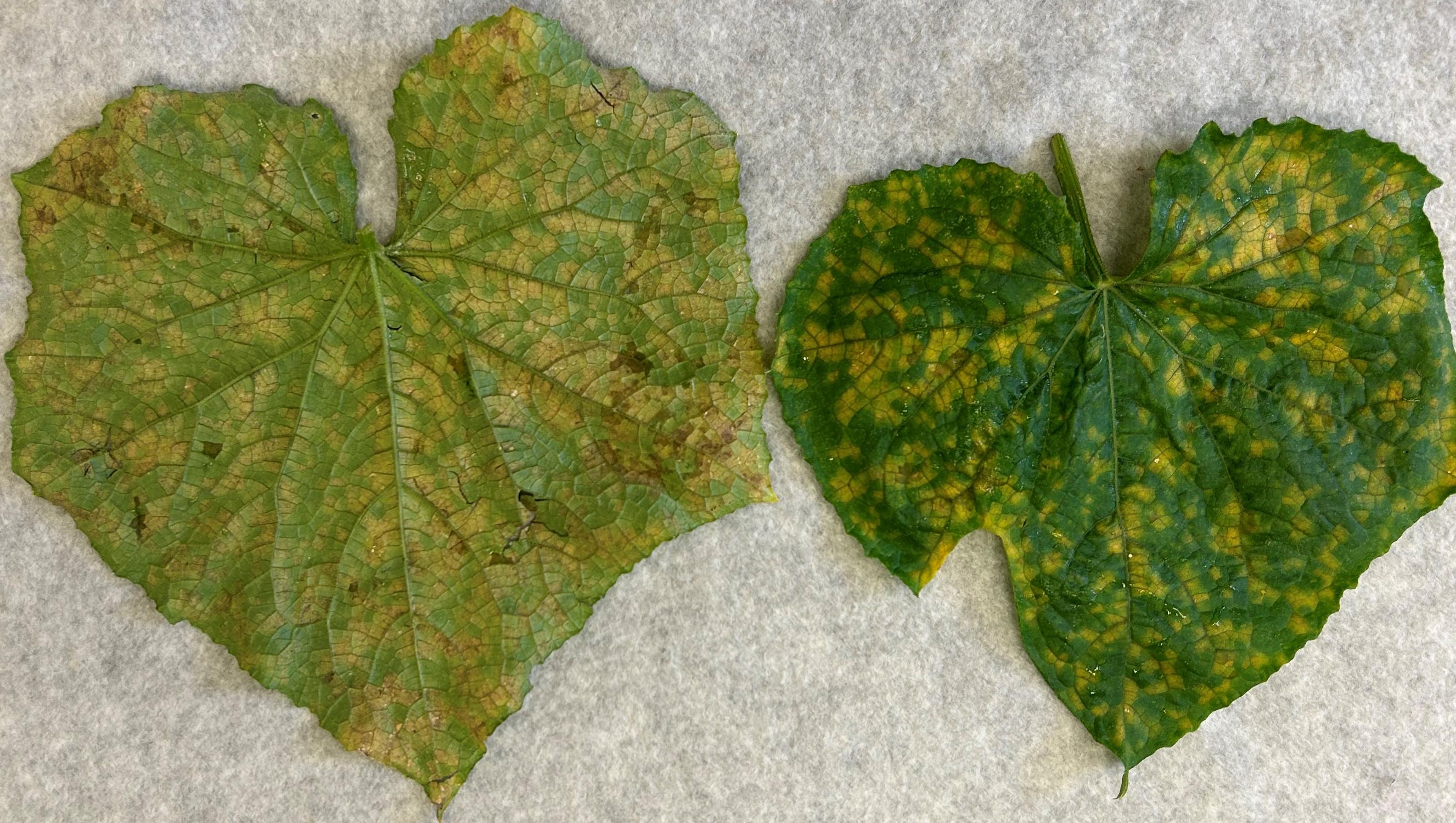 Cucumber Downy Mildew