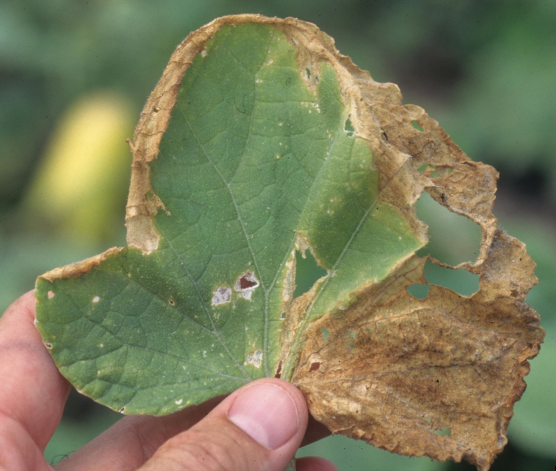 Cucumber Gummy Stem Blight