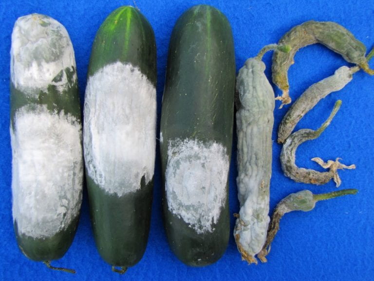 Cucumber Pythium Fruit Rot