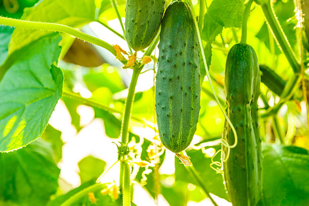 Fresh Cucumber