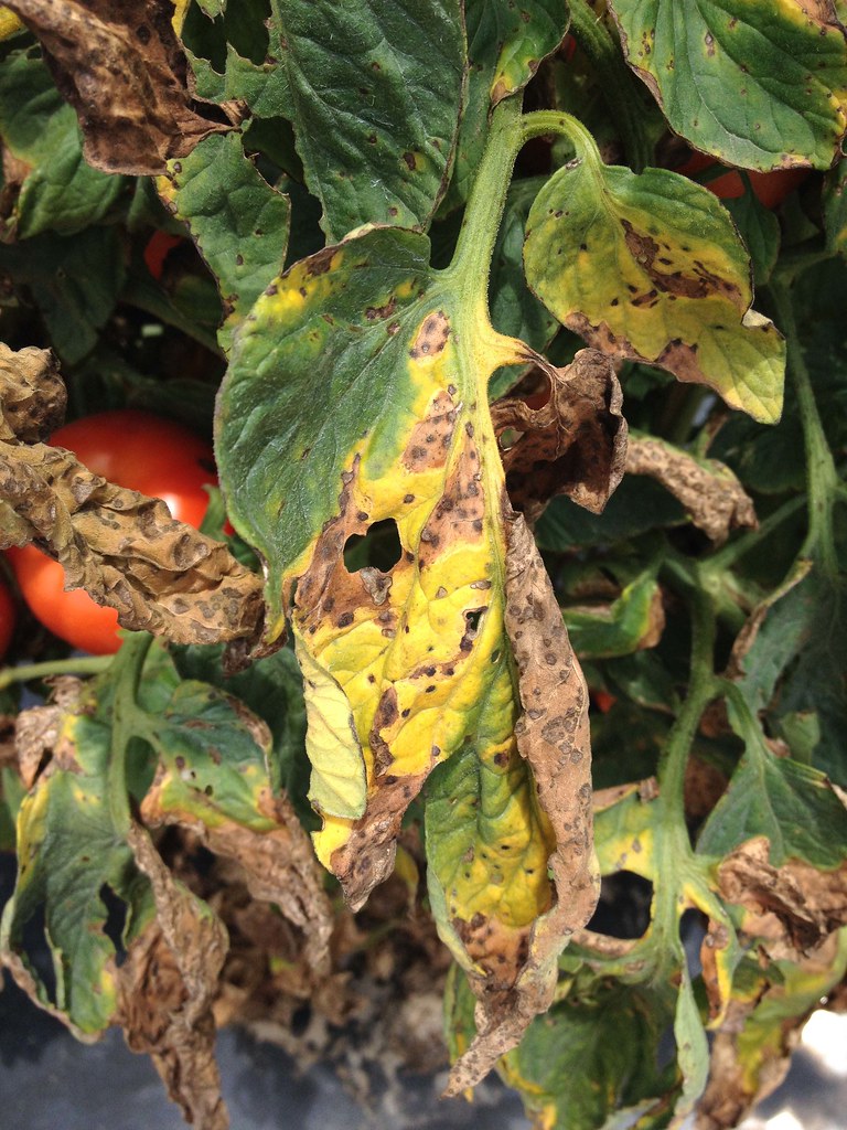 Tomato Bacterial Spot Disease