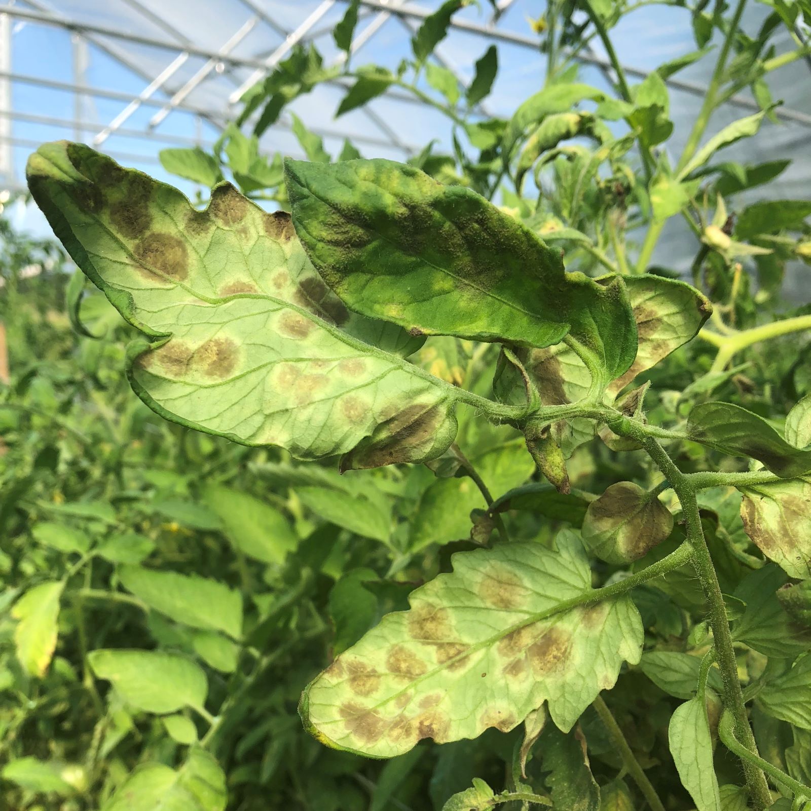 Tomato Mold Disease