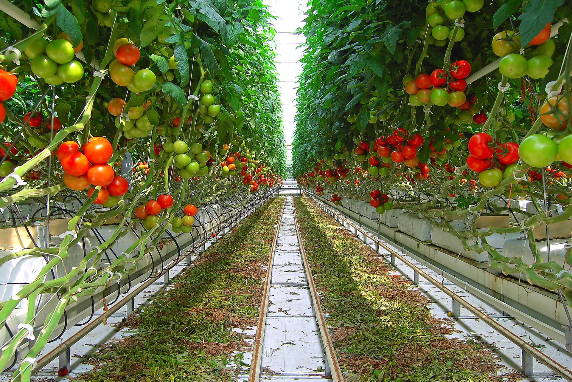 Tomato Seedling Stages