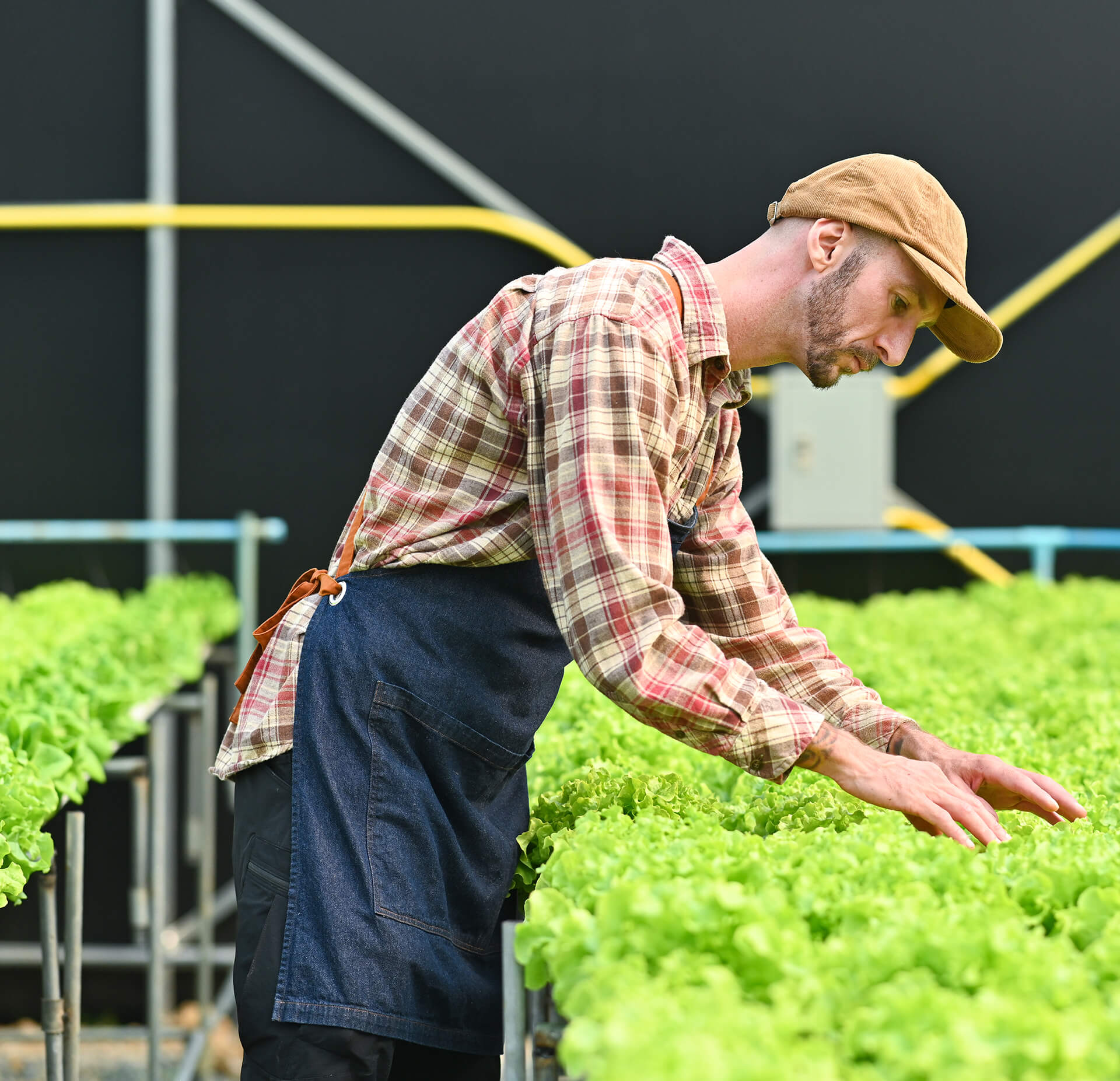 The New Face of Urban Agriculture: High Yield Vertical Farms